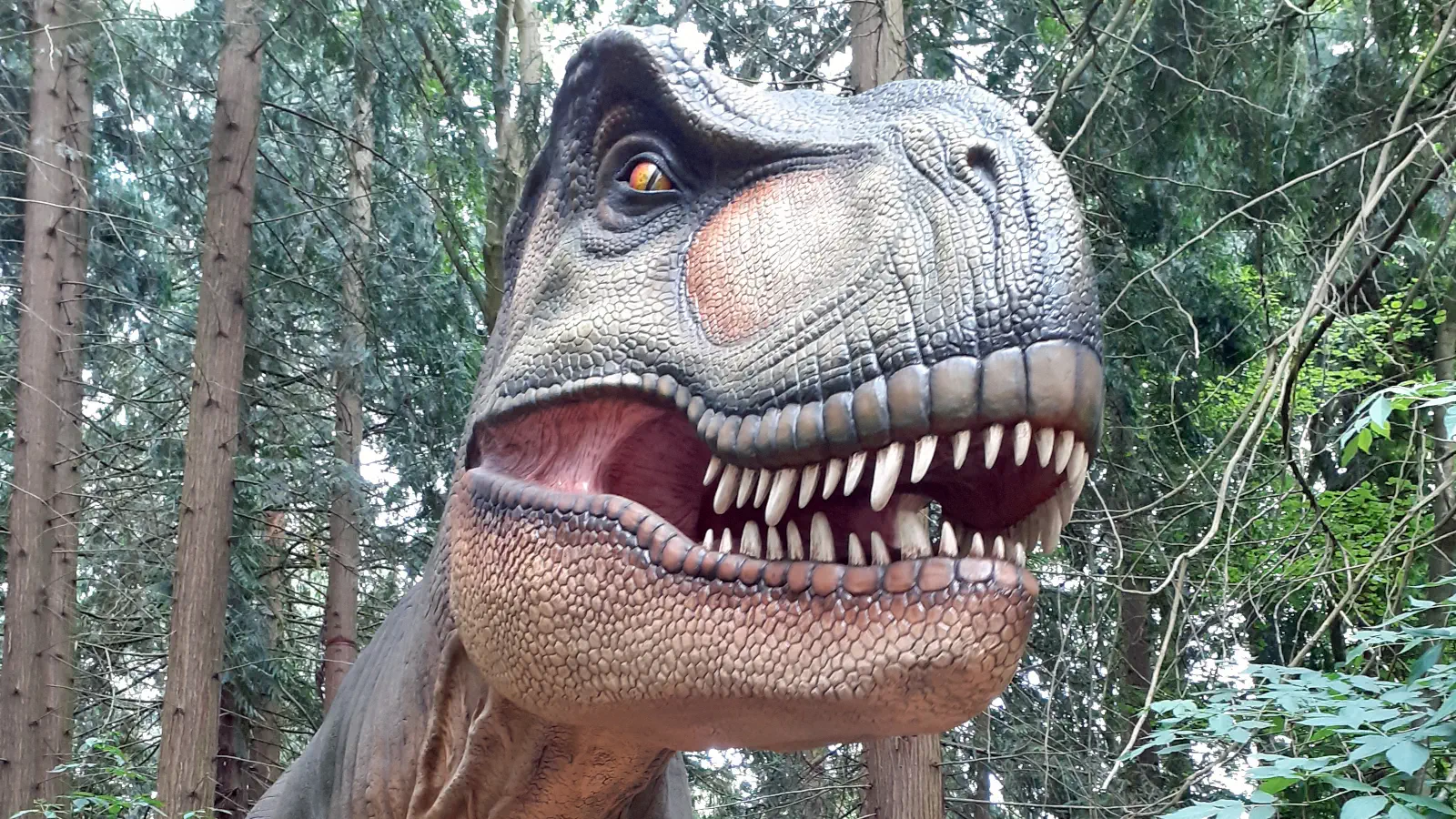 Dinosaurier Modell vom T-Rex im Dinosaurier Skoven im Safaripark Knuthenborg.